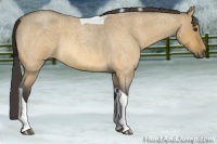 Horse Color:Buckskin Roan Dun Tobiano 