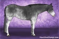 Horse Color:White Spotted Black 
