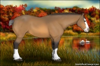 Horse Color:Buckskin Splash 