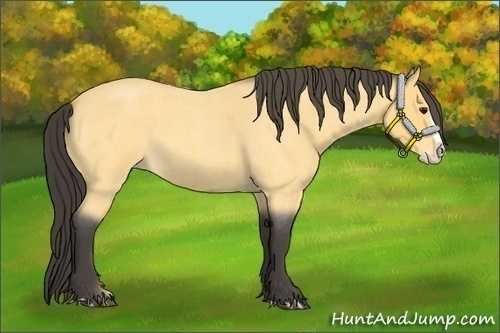 Horse Color:Buckskin Roan Splash 