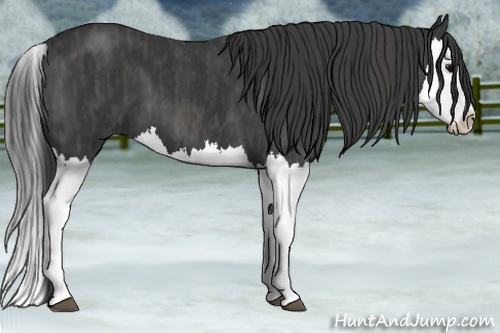 Horse Color: Blue Roan Splash  Brindle