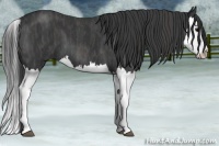 Horse Color:Blue Roan Splash  Brindle