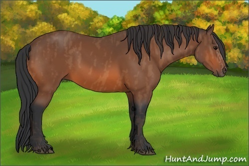 Horse Color: Unknown 