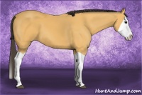 Horse Color:Buckskin Splash 