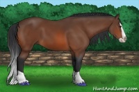 Horse Color:Bay Splash 