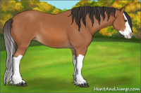 Horse Color:Bay Splash 