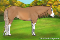 Horse Color:Chestnut Splash
