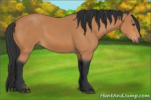 Horse Color: Bay 