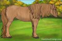 Horse Color:Chestnut Brindle