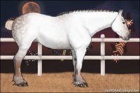 Horse Color:Gray Chestnut  Brindle