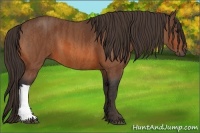 Horse Color:Bay  Brindle