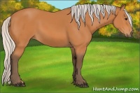 Horse Color:Silver Bay