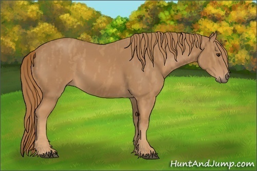Horse Color: Unknown 