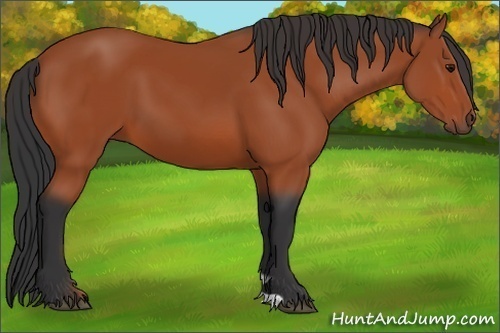 Horse Color: Bay 