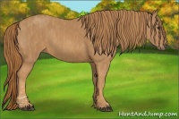 Horse Color:Chestnut  Brindle