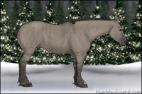 Horse Color:Grullo  Brindle