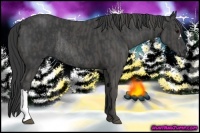 Horse Color:Black Rabicano  Brindle