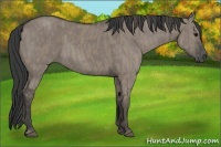 Horse Color:Grullo  Brindle