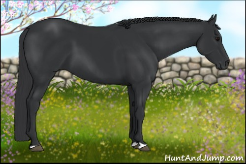Horse Color: Black 