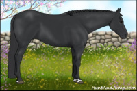 Horse Color:Black 