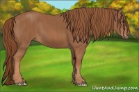 Horse Color:Chestnut  Brindle