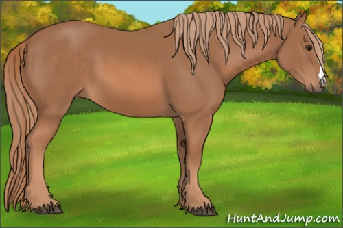 Horse Color: Unknown 