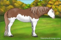 Horse Color:Chestnut Splash 