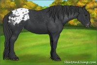 Horse Color:Black Appaloosa 