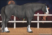 Horse Color:Blue Roan Splash  Brindle