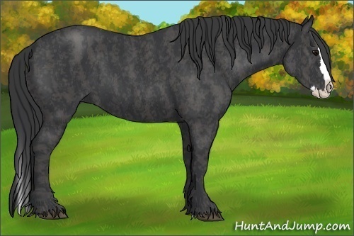 Horse Color: Blue Roan Splash  Brindle
