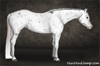 Horse Color:Black Near Leopard  Brindle