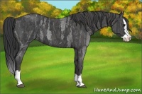 Horse Color:Blue Roan Splash  Brindle