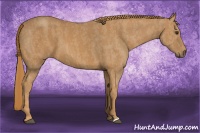 Horse Color:Chestnut  Brindle