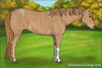 Horse Color:Chestnut  Brindle