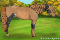 Horse Color:White Spotted Black  Brindle