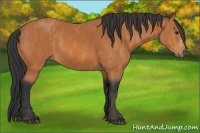 Horse Color:Bay Splash  Brindle