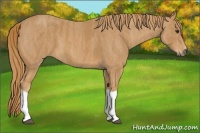 Horse Color:Chestnut  Brindle