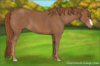 Horse Color:Chestnut  Brindle