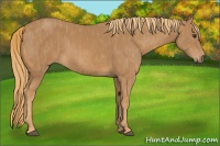 Horse Color:Chestnut  Brindle