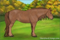 Horse Color:Chestnut  Brindle