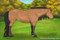Horse Color:Bay  Brindle