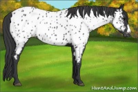 Horse Color:Black Appaloosa