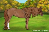 Horse Color:Chestnut  Brindle