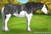 Horse Color:Blue Roan Splash  Brindle