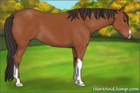 Horse Color:Bay 