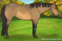 Horse Color:Buckskin  Brindle