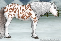 Horse Color:Bay Tobiano Blanket 