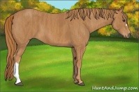 Horse Color:Chestnut  Brindle