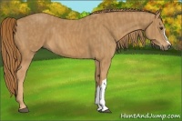 Horse Color:Chestnut Brindle
