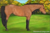 Horse Color:Bay  Brindle